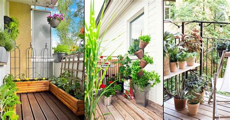 Balcony Gardening Tips To Follow Before Setting Up A Balcony Garden