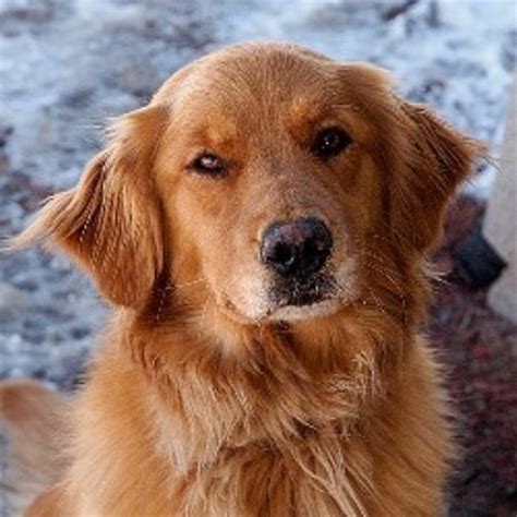 Subsequent judicious crosses were made with other black retrievers, tweed. Ironhill Retrievers - Goldens, Golden Retriever Breeder in ...