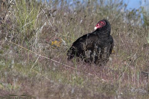 Turkey Vultures Have Returned To Northern Utah Mia Mcphersons On The