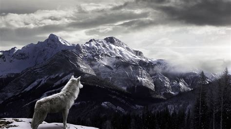 Gray Wolf Wallpapers 58 Images