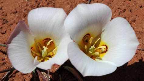 Utahs State Flower Calchortus Nuttallii Angel K Flickr