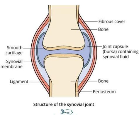 Synovial Joint Diagram Go Images Cast