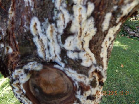 White Fungus On The Trunk 282814 Ask Extension