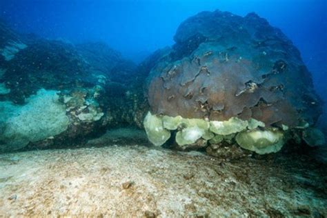Environmental News Network Explanation Found For Die Off Of Coral