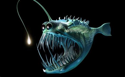 The Misunderstood Angler Fish Deep Sea Creatures Sea Fish Angler