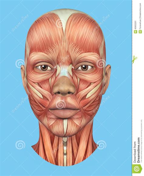 Anatomy Front View Of Major Face Muscles Of A Woman Stock Illustration