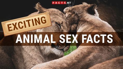 Exciting Facts About Animal Sex And Animals Mating Youtube