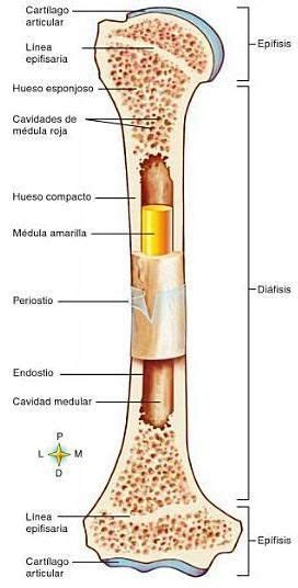 Estructura Y Partes De Los Huesos Huesos Largos Anatomia Y
