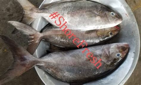 Shore Fresh Butter Fish 2kg Descaled Ghanas Foremost Online Grocery