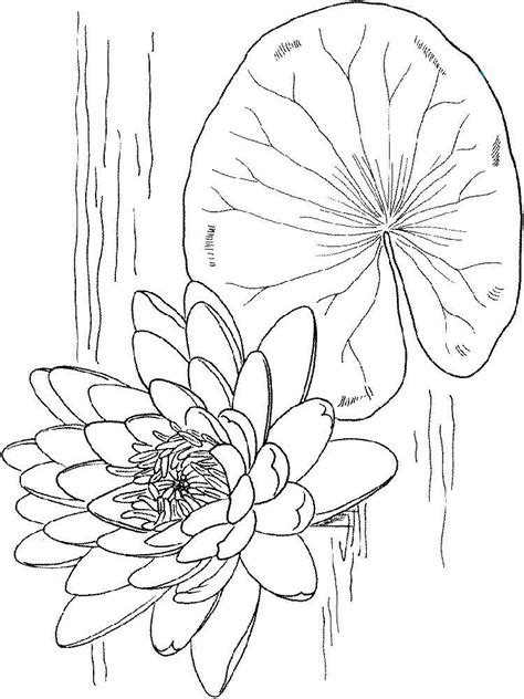 My first piece was dolphin waves. Water lily coloring pages. Download and print Water lily ...