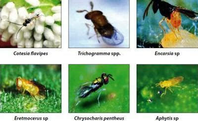 Several published studies on conservation biological control in urban landscapes focus on effective use of these natural enemies in an insect pest management program often requires. Sugarcane: Natural Enemies — Vikaspedia