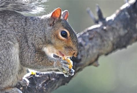 A Gray Squirrel Eagerly Eats Suet That Fell From A Bird Feeder The