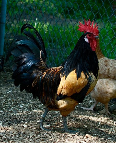 Most Handsome Roosters Contest~~~~~ Backyard Chickens Learn How