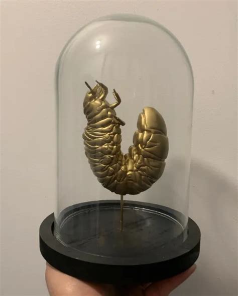 Globe Larva Dynastes Hercules Cabinet Of Curiosities Oddities Insect