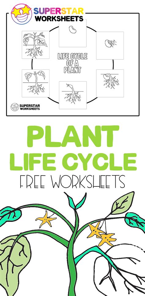 Free Plant Life Cycle Worksheet Printables
