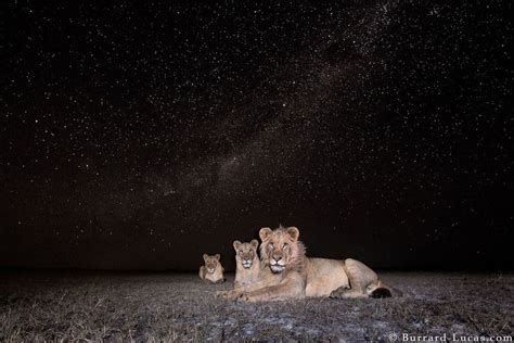 Photographing African Wildlife Under The Stars At Night Animals Wild