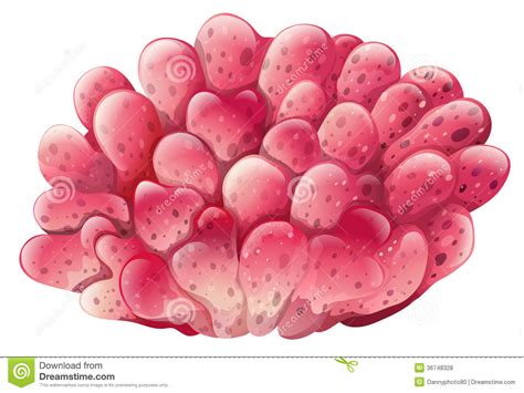 A Pink Coral Reef Royalty Free Stock Photos Image 36748328