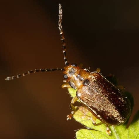 Leaf Beetle Pyrrhalta Viburni Bugguide Net