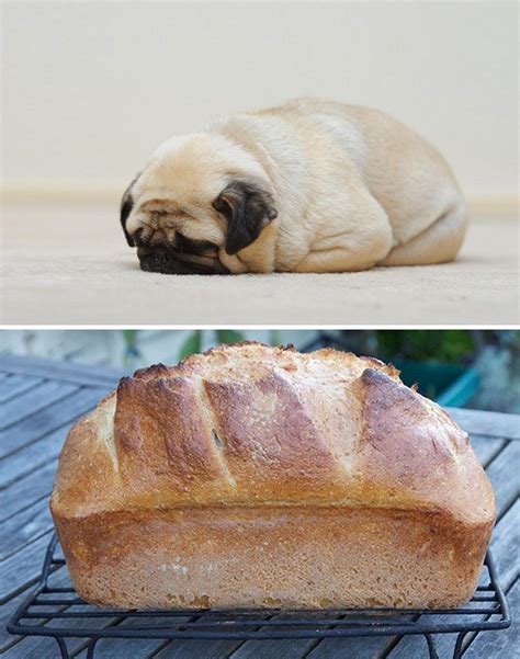 A Dog Thats Look Like Bread
