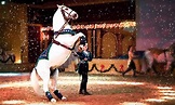 51% Off Dancing Horse Show in Delavan, WI - The Dancing Horses Theatre ...