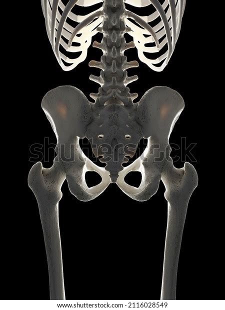 3d Rendered Illustration Skeletal Hip Stock Illustration 2116028549