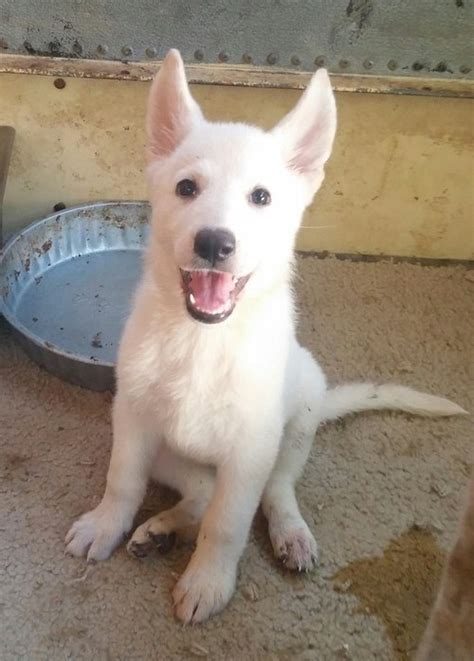 We have selected our shepherds for beauty, intelligence and loving, loyal dispositions. White German Shepherd for Sale in New York - New Rochelle ...
