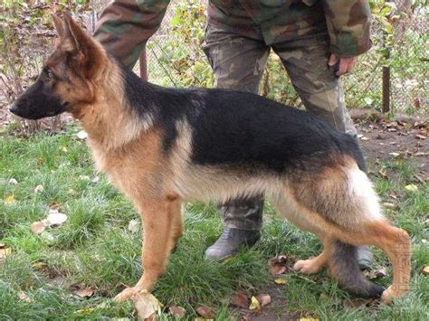Podbroshennyi Puppy German Shepherd 8 Months