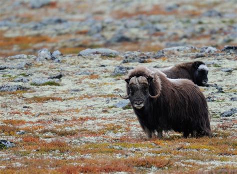 15 Facts About Norways Mighty Musk Ox Life In Norway