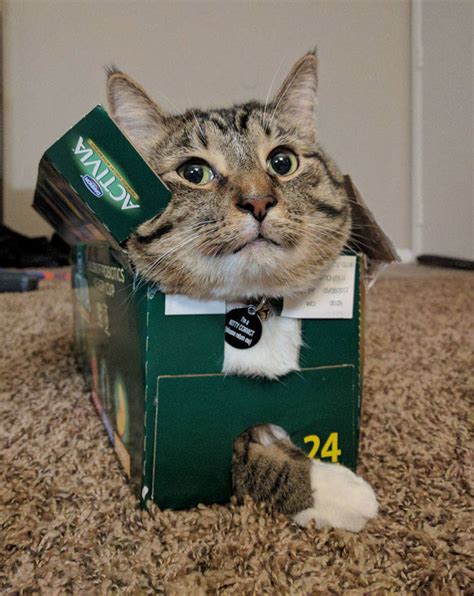 Science Found Out Why Cats Love Boxes So Much 9 Pics