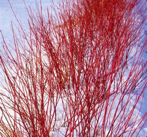 Arctic Fire Red Twig Dogwood Artofit