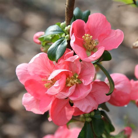 Buy Flowering Quince Chaenomeles × Superba Pink Lady
