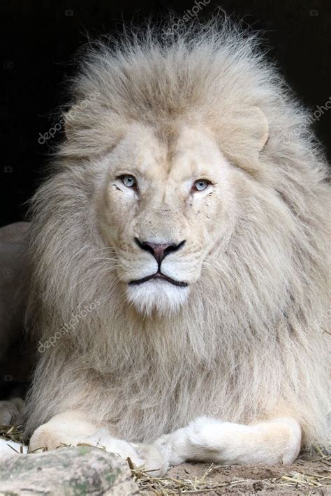 White Lion In Zoo — Stock Photo © Ebfoto 127328574