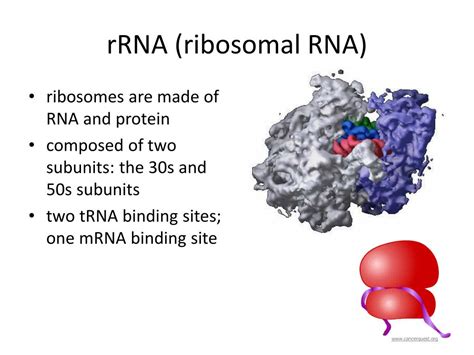 Ppt Dna Powerpoint Presentation Free Download Id4491978