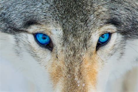 White Werewolf With Blue Eyes Wolf Spider