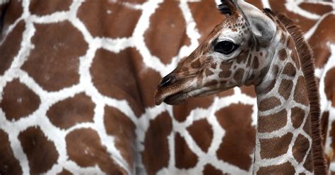 giraffes threatened with extinction says conservation group