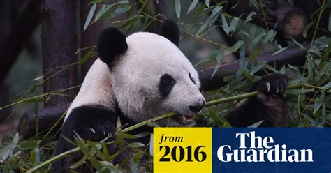 Rare Giant Panda Caught On Camera In China Video World News The