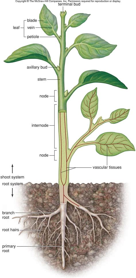 7 Best Physical World Info Images On Pinterest Plants Root System