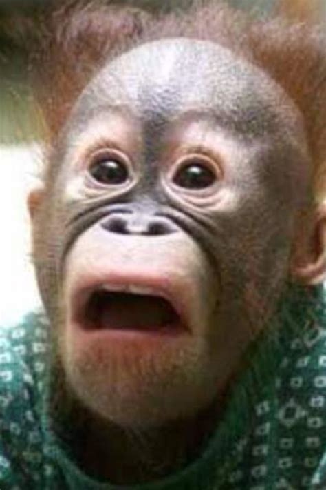 Silly Monkey Funny Animal Faces Monkeys Funny Funny Animal Pictures