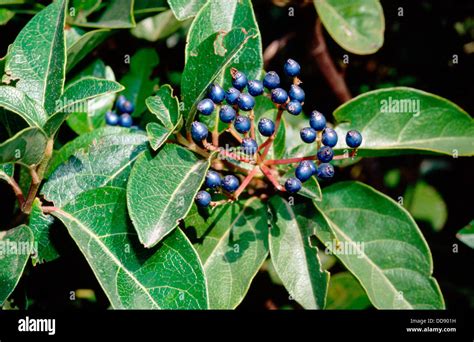Laurustinus Viburnum Tinus Leaves And Fruits Poisonous Plant Stock