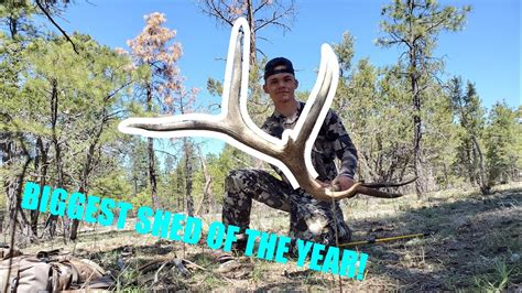 My Biggest Elk Shed Of The Year Youtube