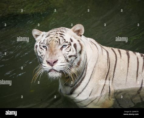 White Tiger Or Bleached Tiger Swimming Under Water In River Stock Photo
