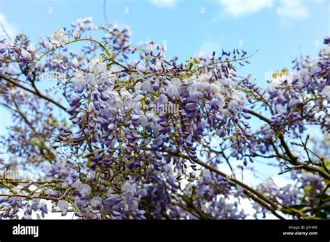 The Blue And Lilac Flowers Of A Wisteria Sinensis Chinese Wisteria