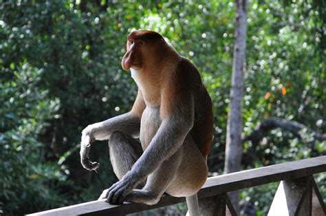 Best Time To See Proboscis Monkeys In Borneo Rove Me