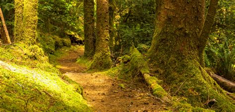 Forest Path Along The Oregon Coast Oc 5184 X 2492 Bobster1987 R