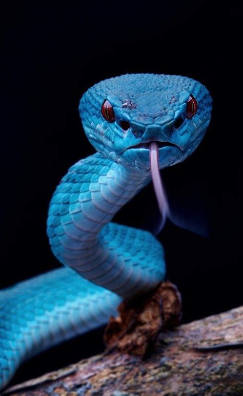 Blue Is My Favourite Colour Are They Many Blue Snakes Rsnakes