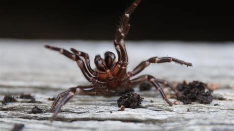 Woman 79 In Hospital After Reported Funnel Web Spider Bite Perthnow