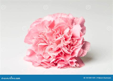 Pink Carnation Flower On White Stock Image Image Of Bloom Beauty