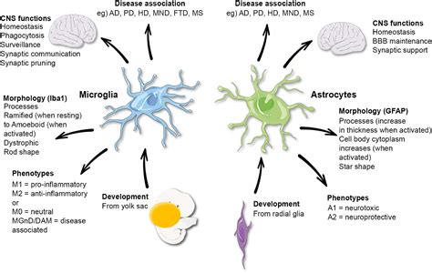 Frontiers Microglia And Astrocyte Function And Communication What Do