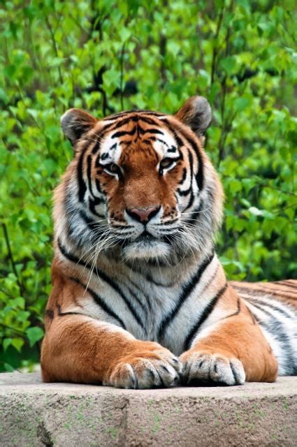 This Tiger Could Not Be More Stunning As She Poses For The Cameras In