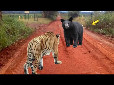 Quando O Tigre Ataca O Urso Negro YouTube